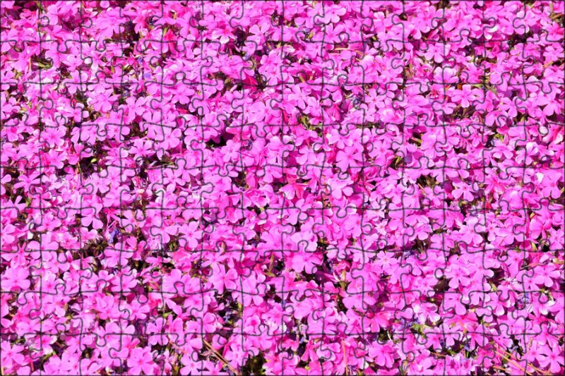 Мелкие розовые цветочки