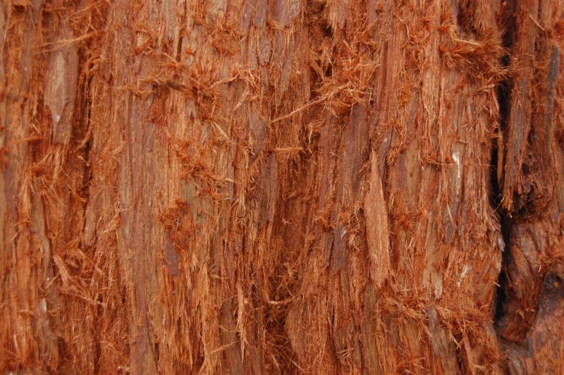 Секвойя фактура