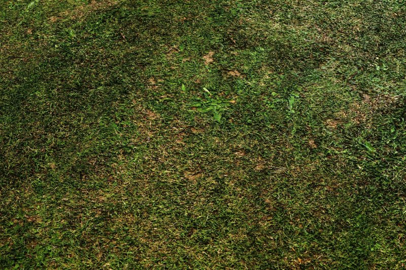 Газон текстура бесшовная