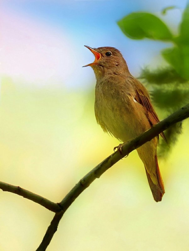 Певчие птицы Соловей