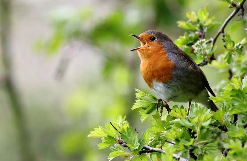 Зарянка Малиновка горихвостка