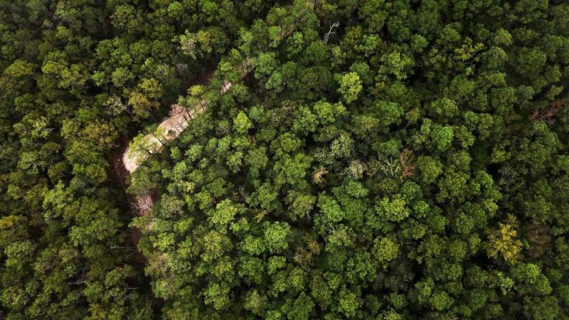 Леса вид сверху