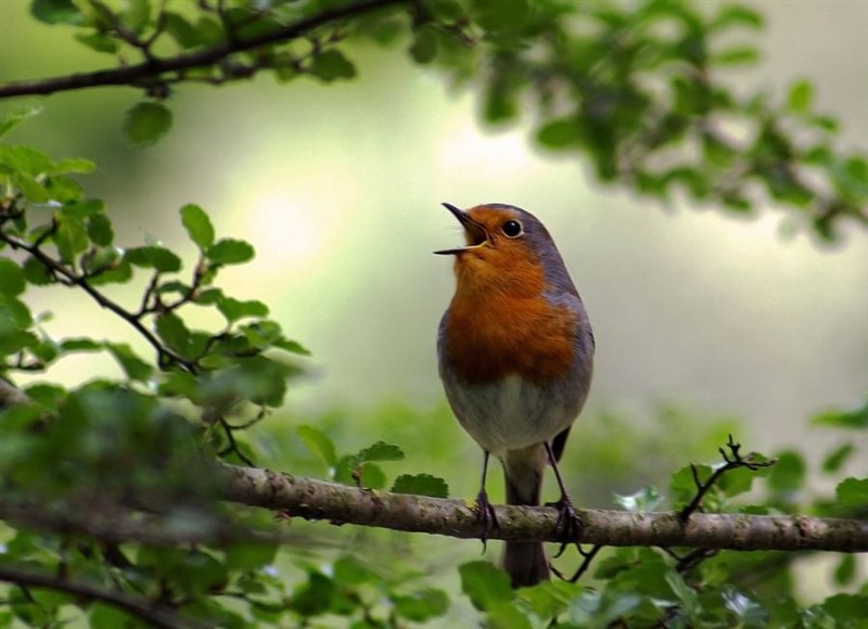 Лесная птичка Зарянка