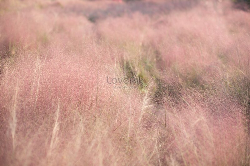 Розовый фон с травой