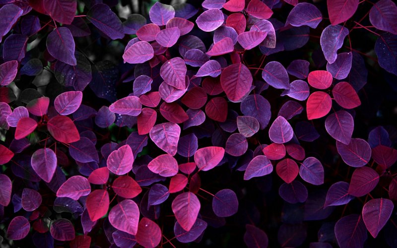 Розовый лист