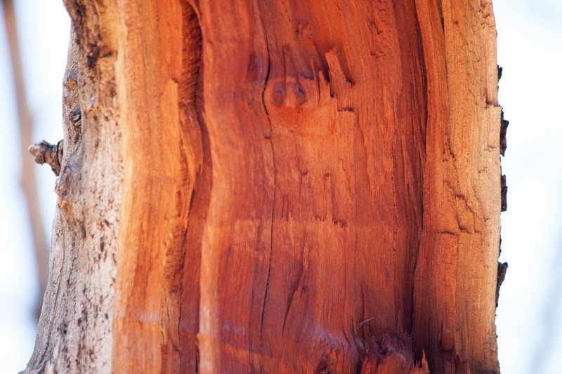 Секвойя срез