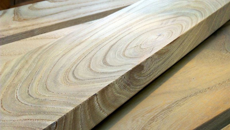 Вяз Ильм карагач Берест