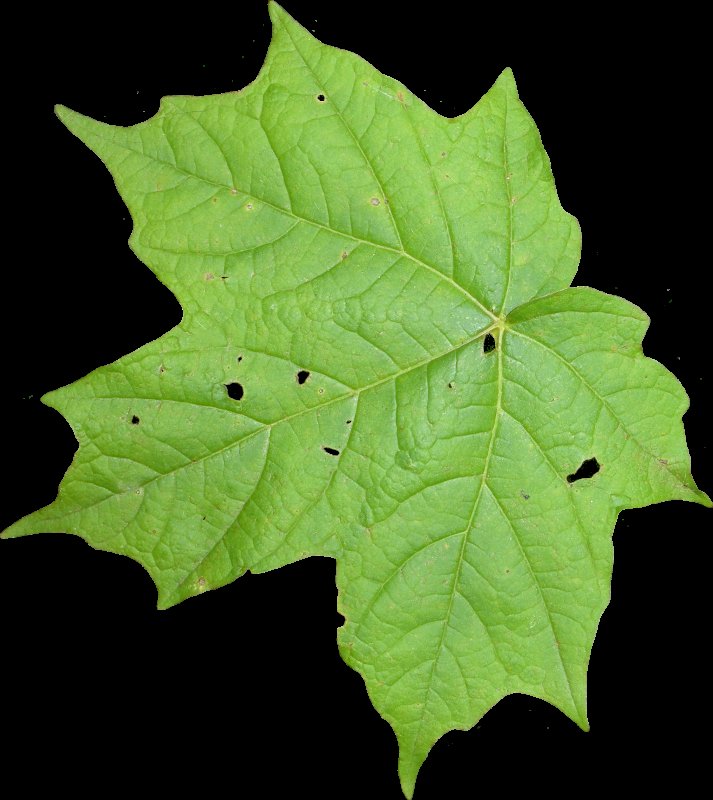 Листья без фона