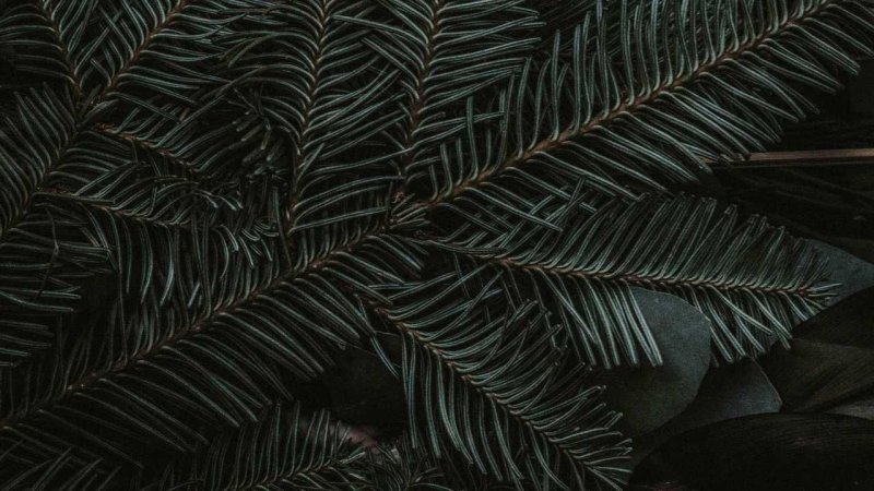 Еловая, Пихтовая, Сосновая лапы