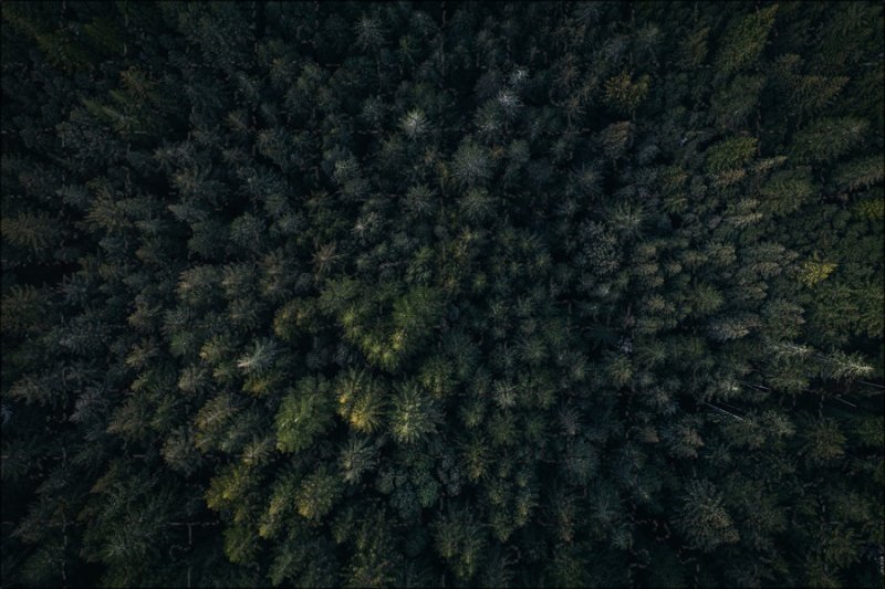 Сосновый лес вид сверху