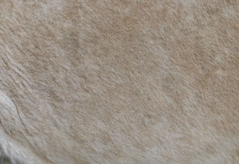 Текстура шерсти