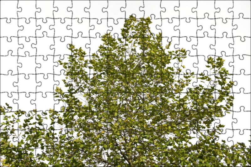 Деревья для фотошопа