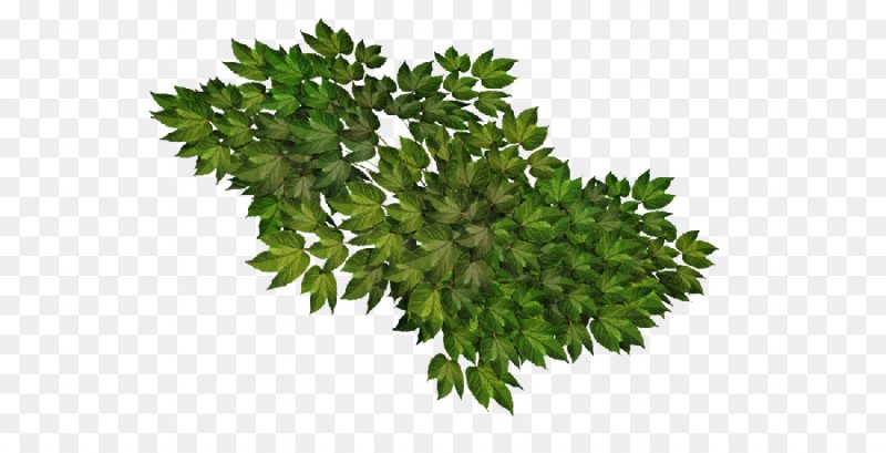 Зелень листья