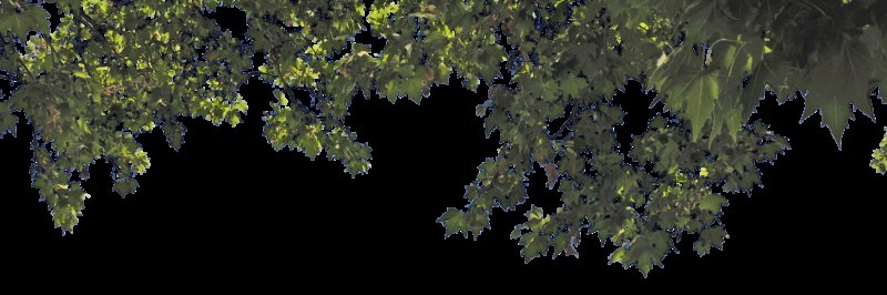 Ветка дерева для фотошопа