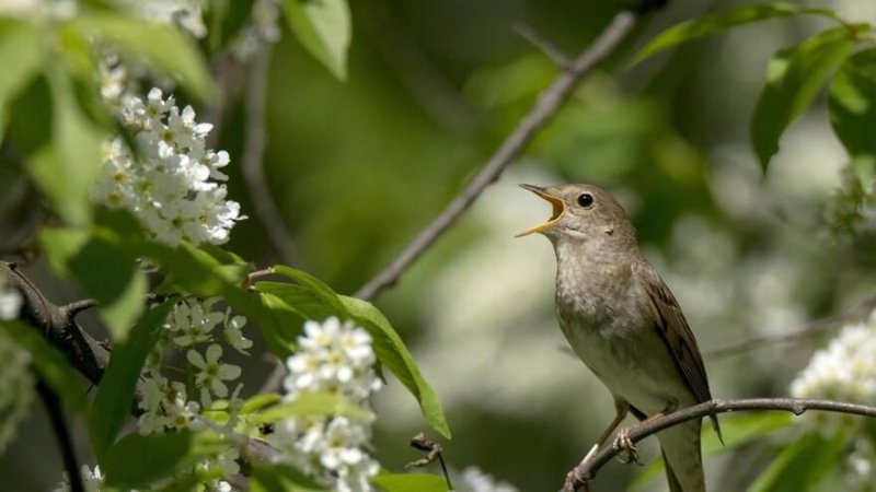 Соловей птичка певчая