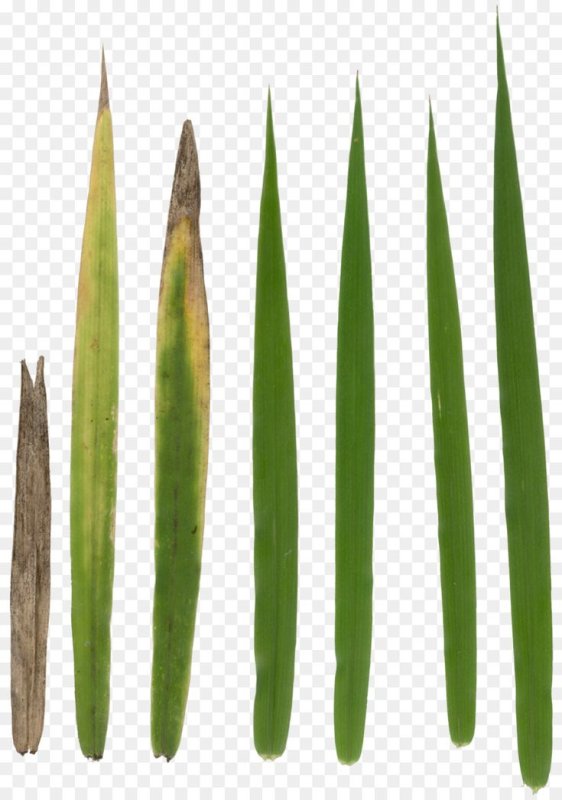 Длинные листья