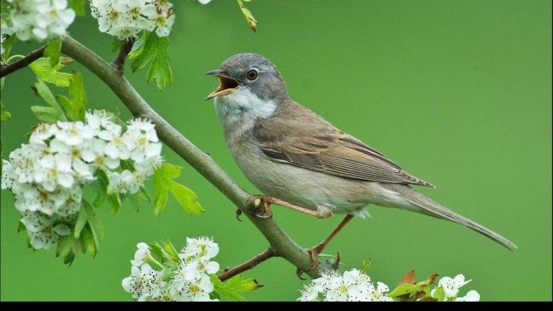 Весенние птички
