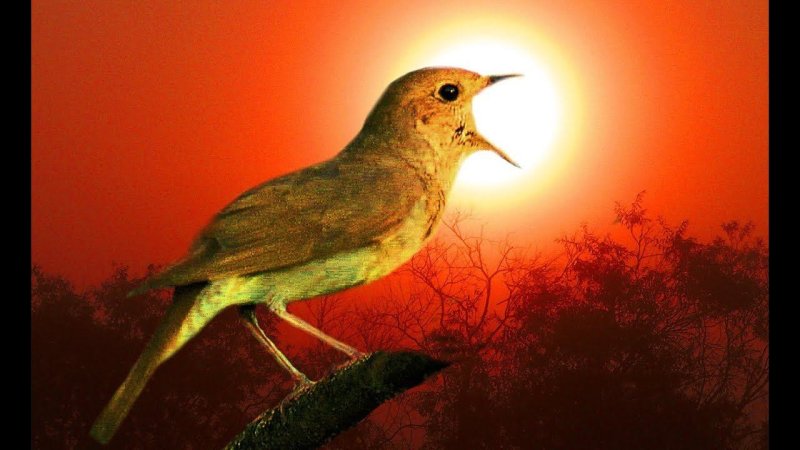 Певчие птицы Соловей