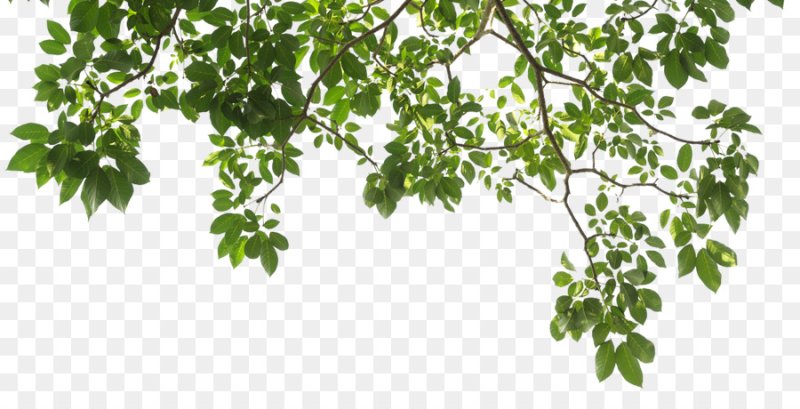 Ветка на прозрачном фоне