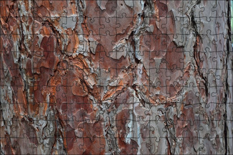 Цвет коры сосны