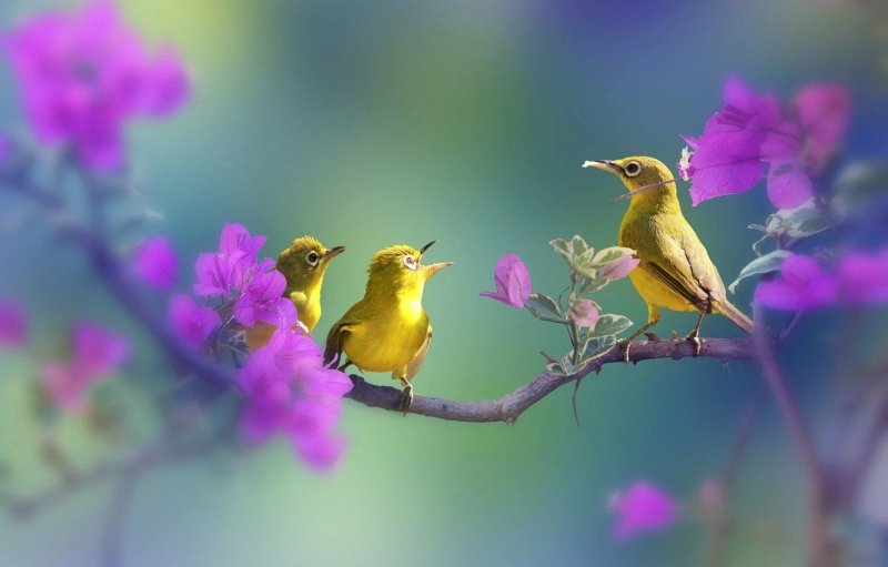 Весна птицы