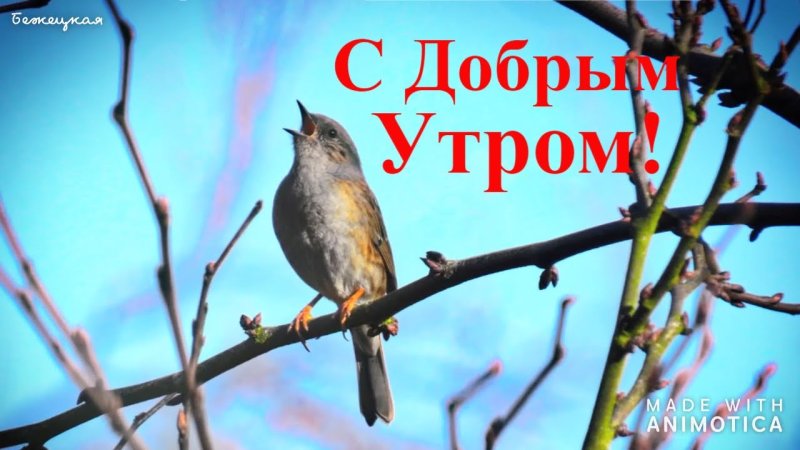 Птицы весной