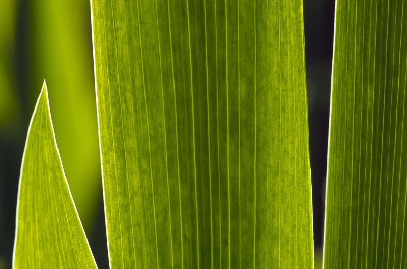 Листья камыша