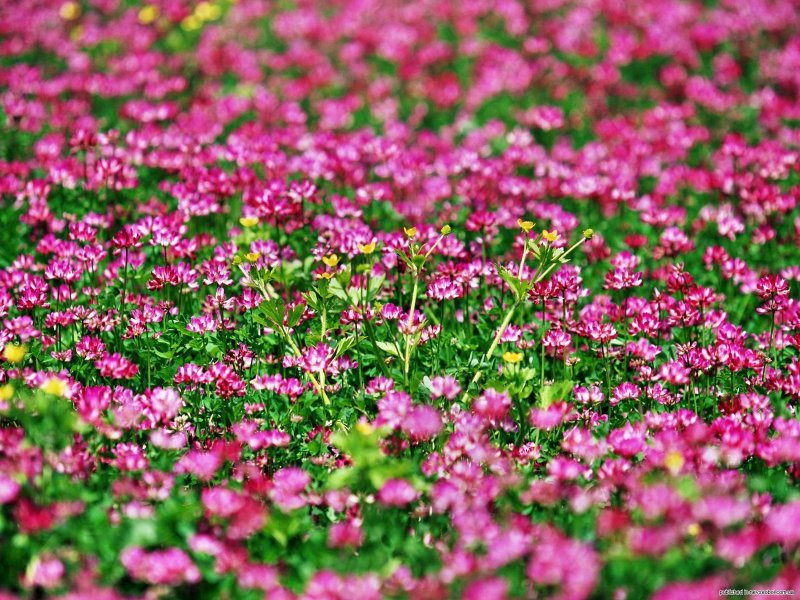 Цветочная Поляна