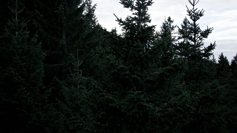 Темный еловый лес