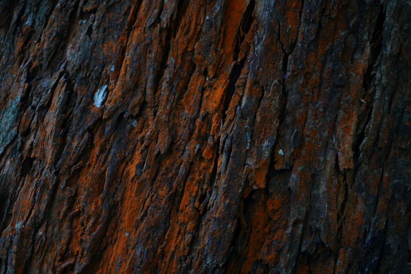 Текстура коры дерева