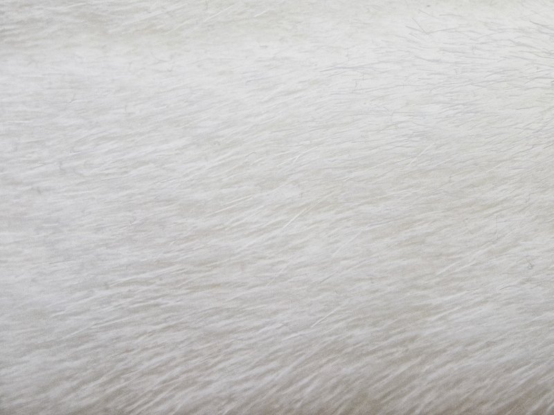 Текстура шерсти