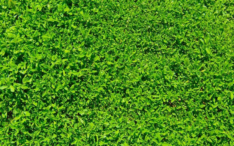 Резиновое покрытие зеленое текстура