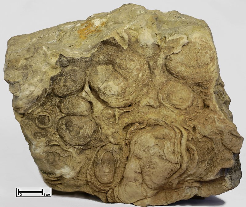 Пелитоморфный известняк