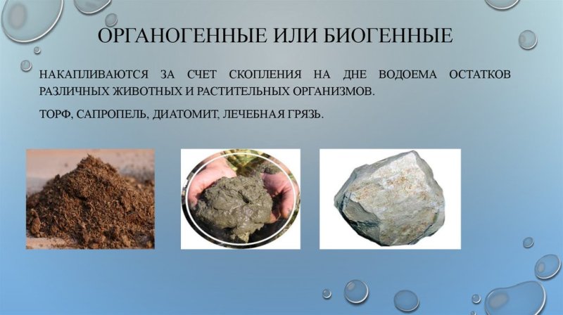 Органогенные горные породы