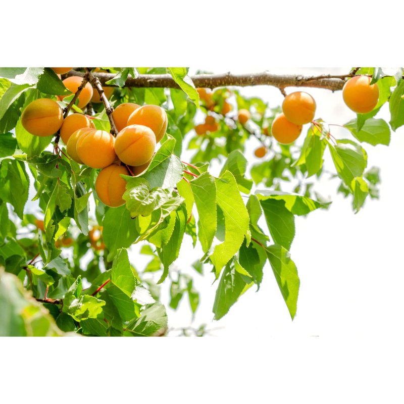 Абрикос маньчжурский дерево