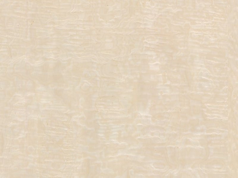 Клен сикамора шпон