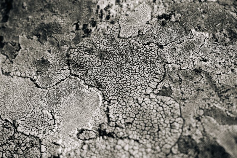 Органическая текстура