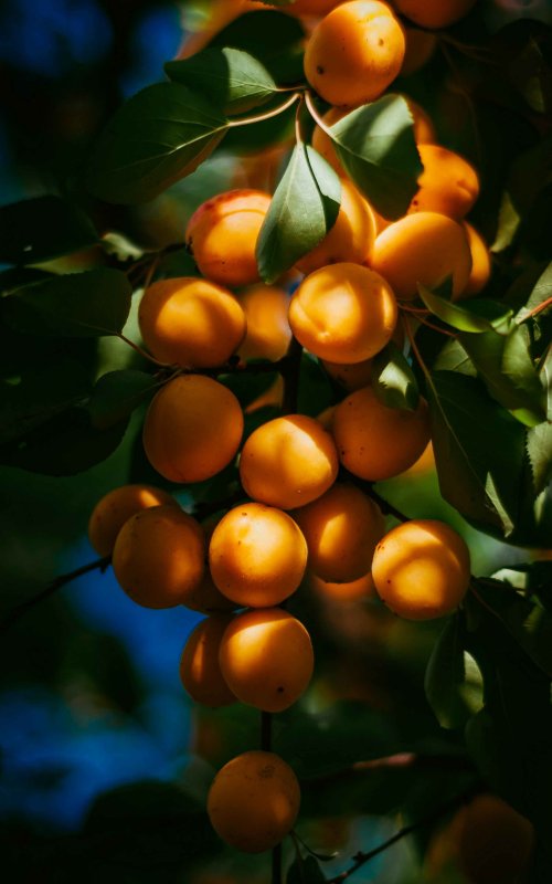 Абрикосы и ягоды