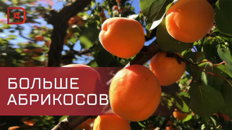 Абрикос сорт Чемальский