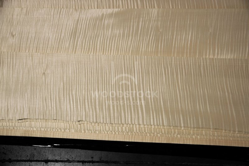 Клен сикамора шпон