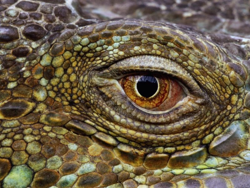 3 Веко у пресмыкающихся