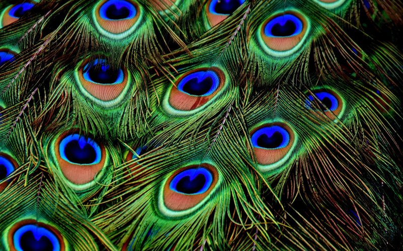 Павлинье перо