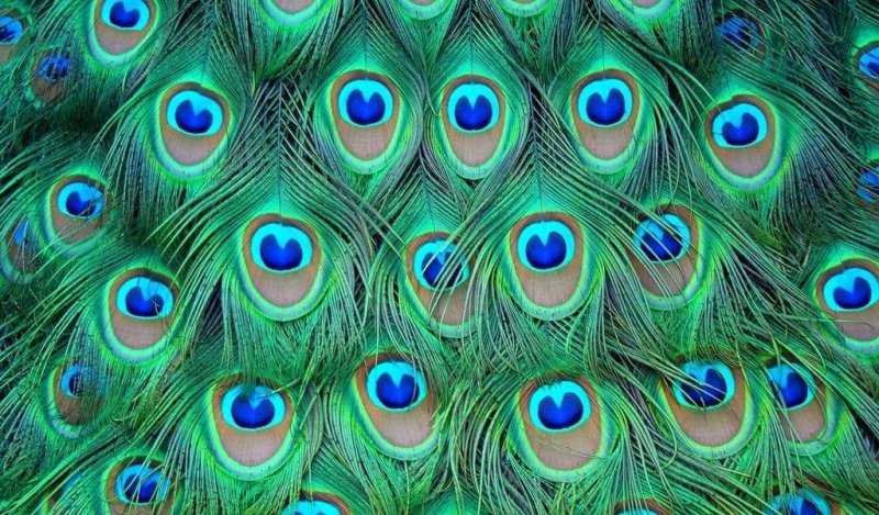 Павлиний Плюмаж