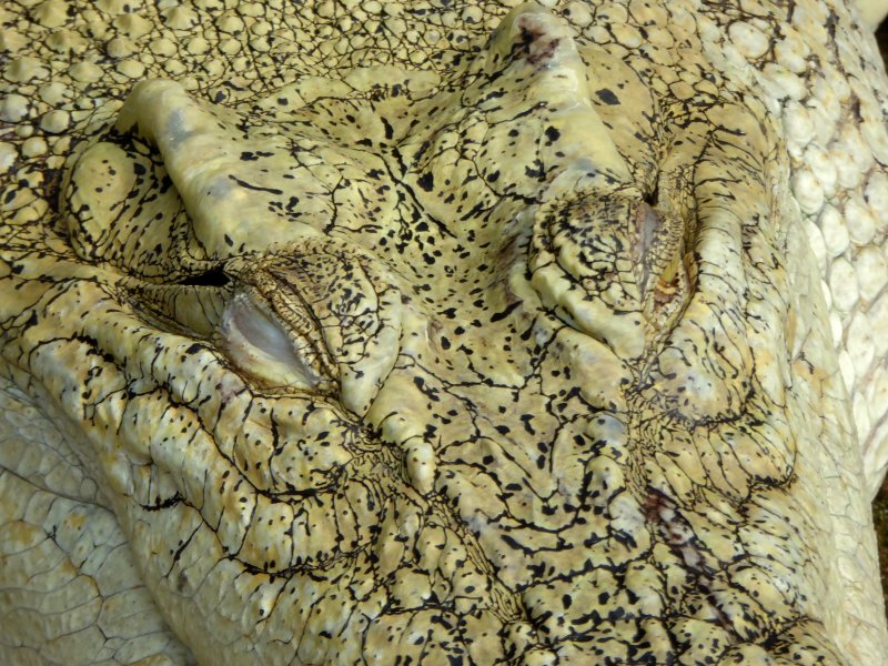 Кожа ящерицы