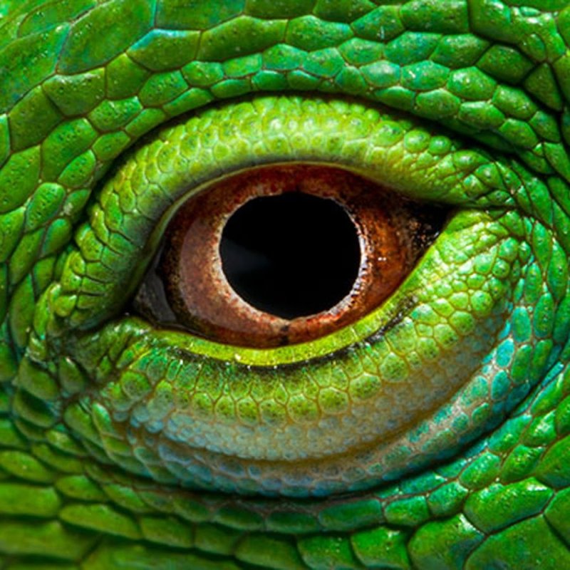 Игуана анфас