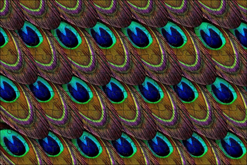 Tekstura pero павлина