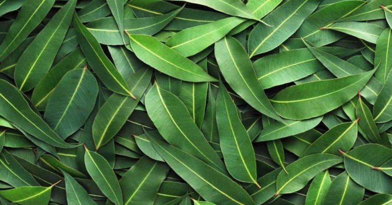 Эвкалипт прутьевидный