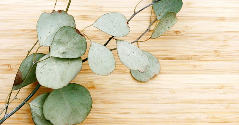 Эвкалипт монетчатый