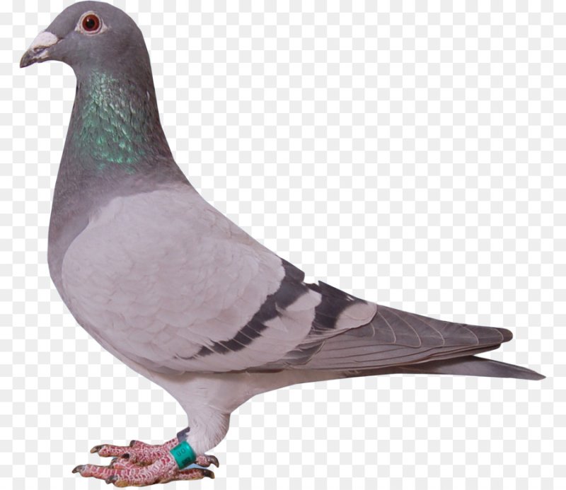 Голубь Клинтух