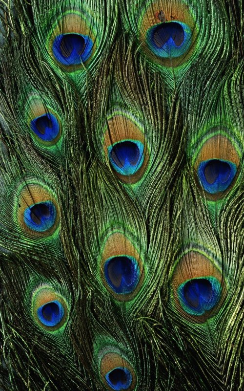 Перо павлина